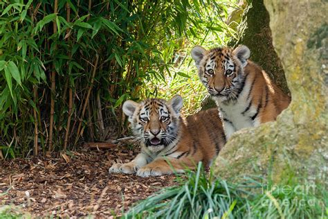 Adorable Amur Tiger Cubs Photograph By Sarah Cheriton Jones Pixels