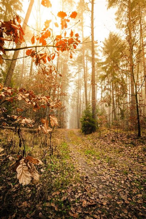 Pathway Through The Misty Autumn Forest Stock Image Image Of Park