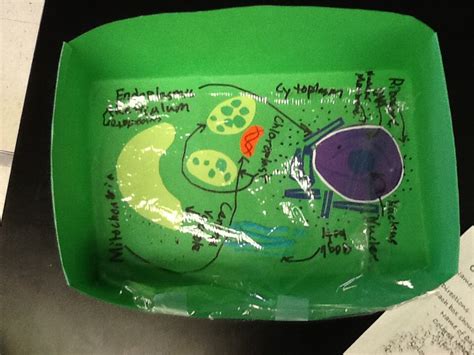 I sometimes see similar implications in other resources. The cell model is a paper model of a green plant cell. I ...