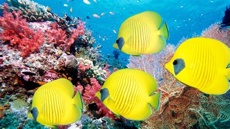 Animals Fishes Ocean Sea Life Tropical Underwater Water