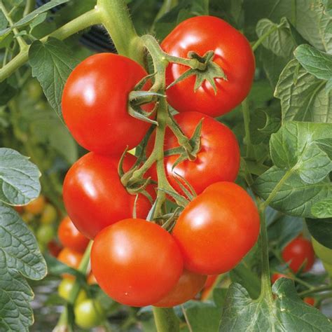 I think this year she must have grown about 1500 plants! How to Decide what Tomatoes to Grow - Dobies blog