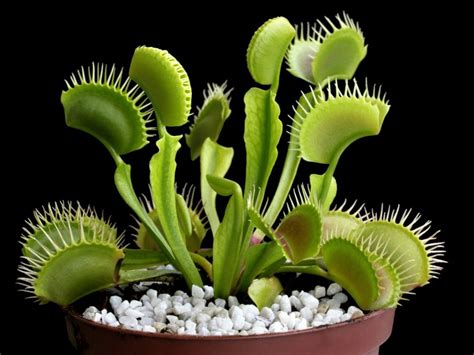 Venus Fly Trap Care How To Grow A Venus Fly Trap Gardening Know How