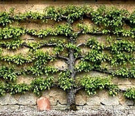 How To Espalier Apple Trees Tips For Pruning Multi