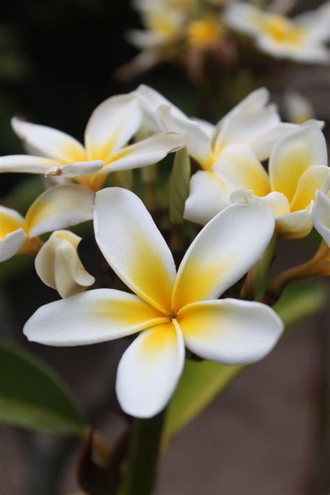 Silk flowers manufacturers & wholesalers. These plumerias are blooming in my Orange County backyard ...