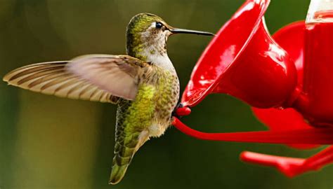 A 4:1 ratio of water to sugar is all it takes! Hummingbird Sugar Water Ratio and Its Ultimate Recipe to ...