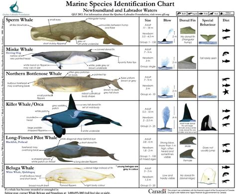 Marine Species Identification Chart 2 Seashepherd