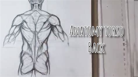 Anatomy Drawing Tutorial Torso Youtube