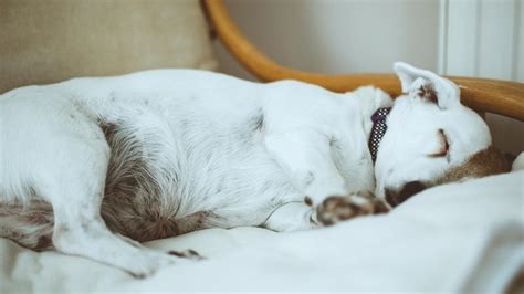 Perros ¿cuántas Horas Duermen Los Perros Al Día