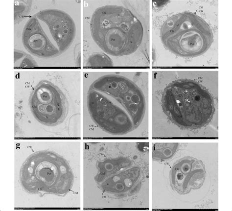 TEM photomicrographs showing the ultrastructure of ...