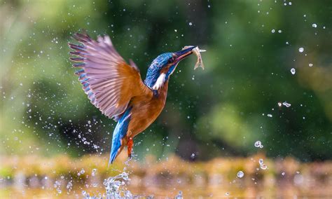 Why You Need A Proper Camera For Brilliant Bird Photography Which News