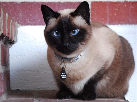 olhos azuis  gato siames fotos  imagens