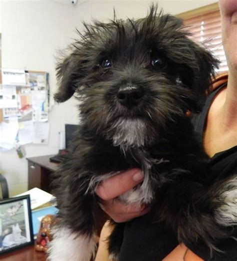 Meet Marty A Petfinder Adoptable Schnauzer Dog Mesquite Nv Marty