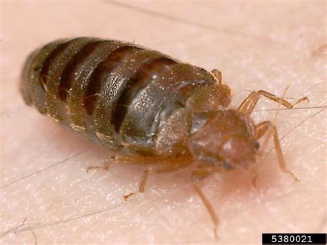 Bed Bug Cimex Lectularius Hemiptera Cimicidae 5380021