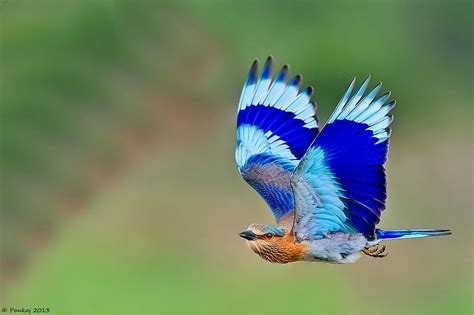 Flying Colours Animals Animal Photography Indian Roller
