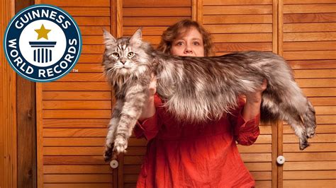 The Worlds Longest Domestic Cat Meet The Record Breakers Youtube