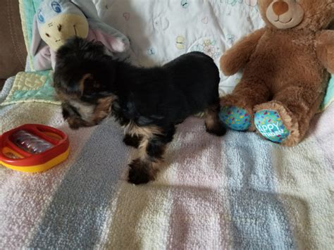 Three 10 Wk Old Yorkie Pups Two Girls And One Boy Dogs And Puppies For