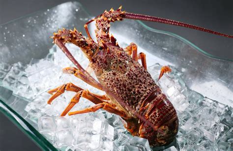 Australian Lobster Stock Photo Image Of Basin Import 29432468