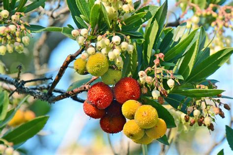 Fruit Trees Home Gardening Apple Cherry Pear Plum Beautiful Fruit