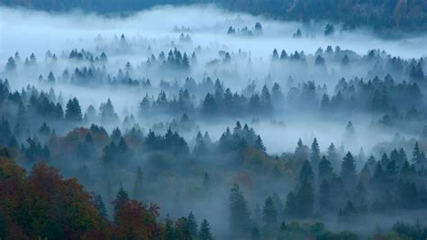 Germany Forest Covered With Fog 4k Hd Nature Wallpapers Hd Wallpapers
