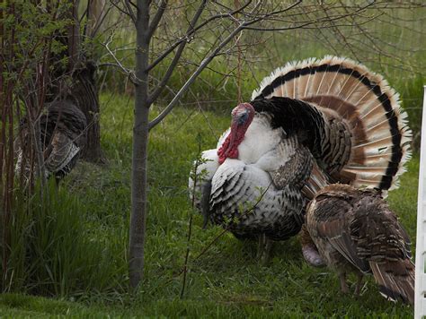 Wild Turkey Hens Seduced Our Tom Backyard Chickens Learn How To