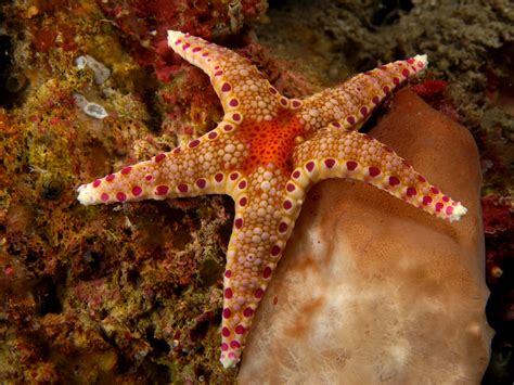 21+ starfish gif.check spelling or type a new query. Starfish Wallpapers, Pictures, Images