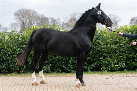 Herberts may appear as though they're very nice and innocent, but tend to contain a dark deviant side to them. Herbert - Het Groninger Paard