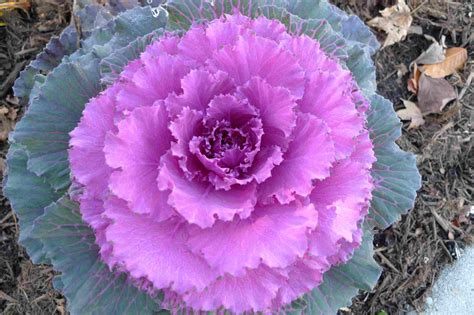 9 Top Types Of Ornamental Cabbage Flowering Kale