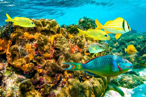 The 8 Very Best Snorkeling Spots In Jamaica Beaches