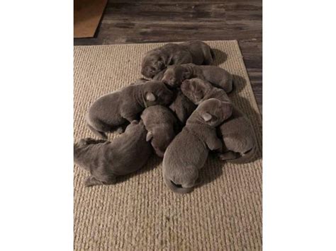 This shade can be gunmetal gray or metal in appearance. 5 AKC Silver Lab puppies for Sale in Willmar, Minnesota - Puppies for Sale Near Me