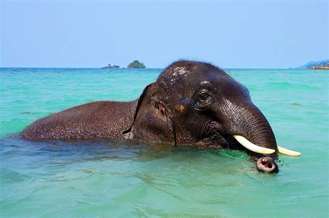 Sri Lankan Navy Resuces An Elephant That Got Lost At Sea Plants And