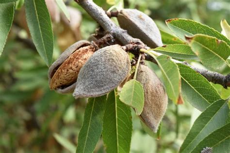 What Are Almonds How To Plant Grow And Harvest Almonds Gardeners
