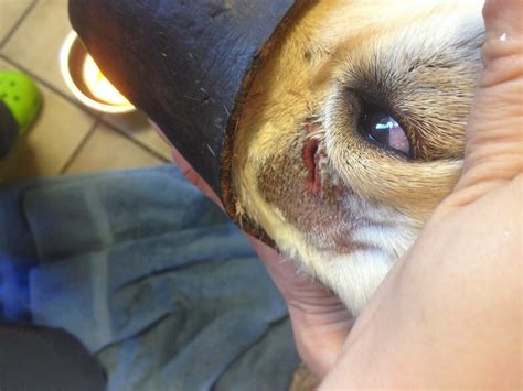 Maybe you would like to learn more about one of these? Diary of a Real-Life Veterinarian: Wound Repair, Take Two ...