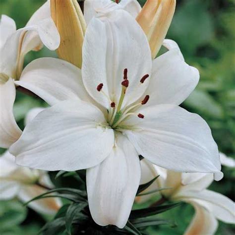 Asiatic Lily Mont Blanc K Van Bourgondien