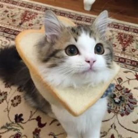 Bread Cat Youtube