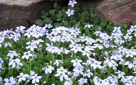 Blue star creeper, is easy to grow a ground cover plant. Blue Star Creeper. You can walk on it, it fills in quickly ...