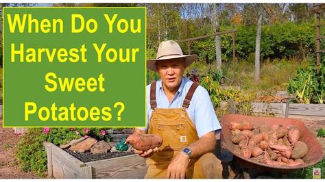 It helps to loosen the soil with a garden fork before harvesting carrots. "When do You Harvest Your Sweet Potatoes?" | Sweet potato ...