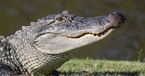 Are Alligators endangered? Interesting facts about Alligator