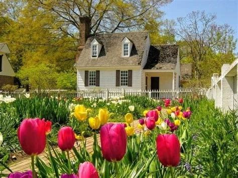 Pin By Becky Cagwin On Flowers Tulips Colonial Williamsburg