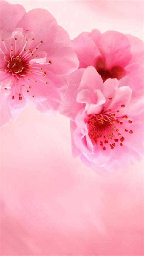 Free Download Iphone Wallpapers Hd Cute Pink Flowers Iphone