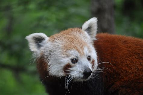 Free Picture Bear Endangered Species Head Natural Habitat Panda