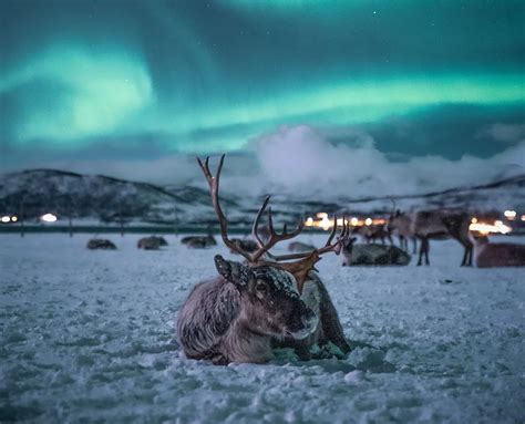 Reindeer Tours With Tromsø Arctic Reindeer Arctic Adventure Tours