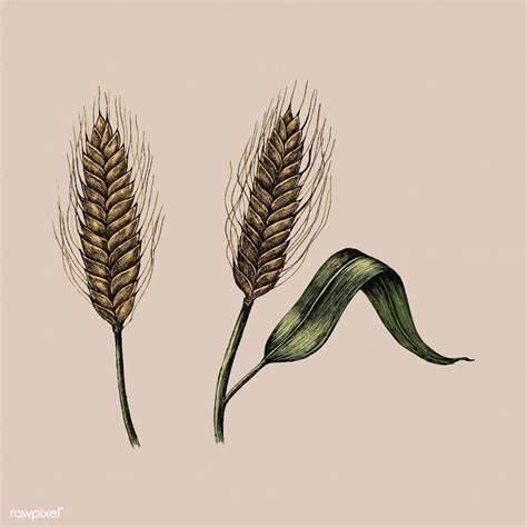 Download Premium Vector Of Illustration Of Fresh Wheat Crops 410491