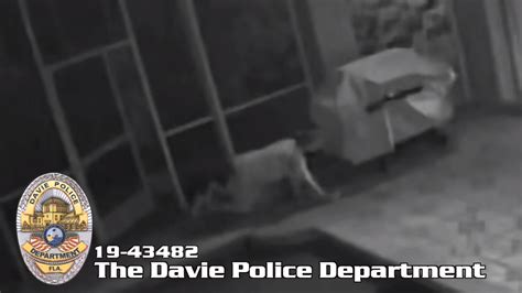 Peeping Tom Looks Into Davie Home And Possibly Masturbates Miami Herald