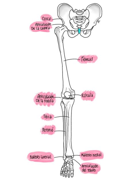 Anatomía del miembro inferior Anatomía Anatomía médica Anatomia y
