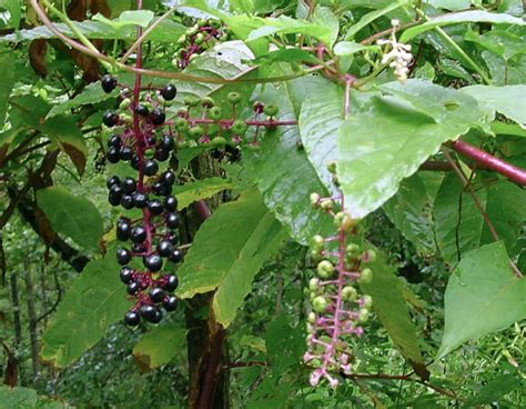 Violet flowering vines violet vines flowering. Pokeweed Poke; Poke Salat | MDC Discover Nature
