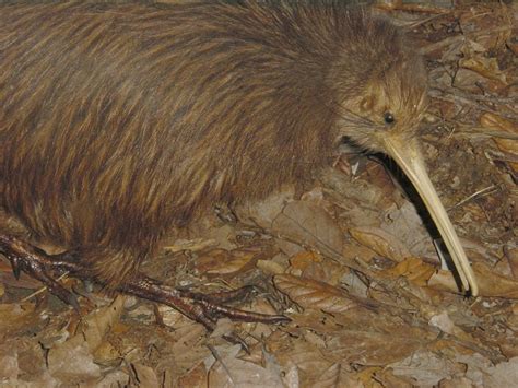 The Top 10 Largest Flightless Birds From Around The World