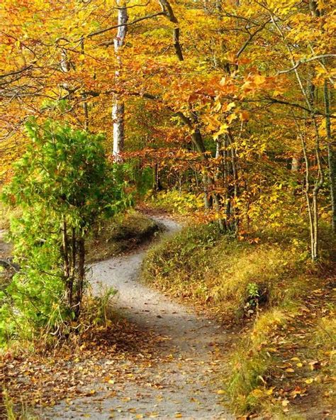 Autumn Woodland Path Neat Pictures Illusions Pinterest