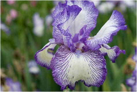 George was born in peekskill, new. What Is The National flower of France? | WhatsAnswer