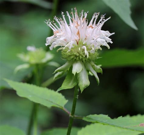 We did not find results for: Ohio Birds and Biodiversity: A smattering of summer ...