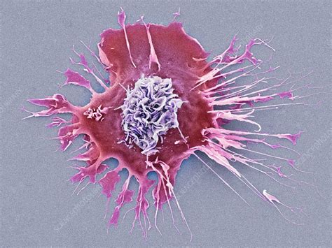 Human Dendritic Cell Sem Stock Image C0369657 Science Photo Library